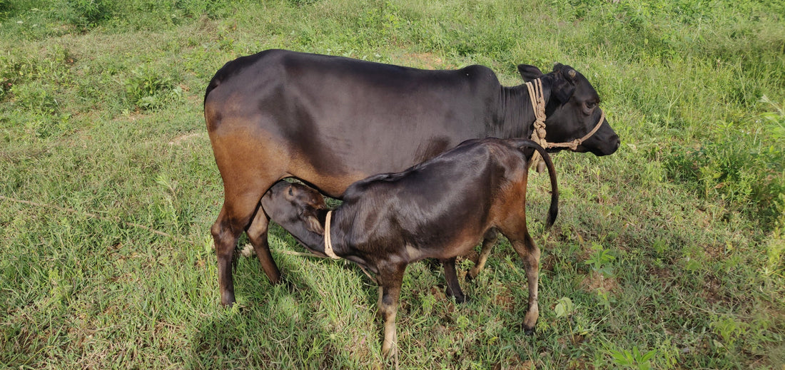 Malnad Gidda Cows: Guardians of Heritage, Providers of A2 Milk and Ghee Goodness.